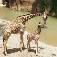 Katie Captured Giving Her Two Month Old Baby Kipenzi Kisses Photo By Dallas Zoo Guest Elizabeth Whitelaw Giraffe Pictures Baby Giraffe Cute Baby Animals