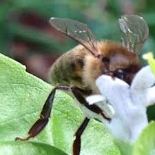 We got are bees swarm removed yesterday by bees nest removal perth. Bee Control Removal Jimstermitepestcontrol Com Au