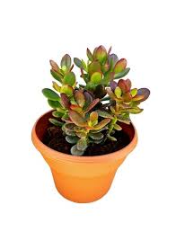 Image result for Crassula schimperi