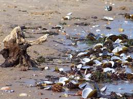 A discover pass is required for vehicle access to state parks for day use. Leesylvania State Park A Virginia State Park Located Near Alexandria Annandale And Arlington