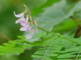 Image result for Abrus fruticulosus