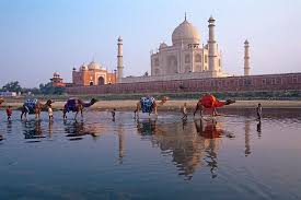 Select from premium camel taj mahal of the highest quality. Camels In Yamuna River Taj Mahal Agra Photograph By Animal Images