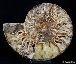 Сирша ронан, питер грегсон, клэр рашбрук и др. Large 8 Inch Polished Ammonite Half Ammonite Rocks And Fossils Fossils