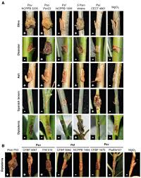 Image result for pseudomonas savastanoi pv nerii oleander symptoms