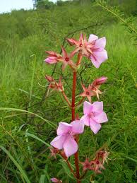 Image result for Warneckea cordiformis