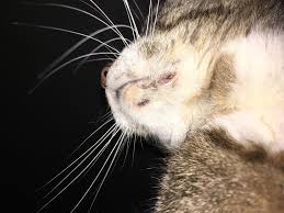 Just bring it to your vet's attention at your next regularly scheduled exam. Cat Acne Turned To Scabs She Keeps Scratching The Scabs Off Resulting In Bleeding Should I Let It Take Its Course Or Treat It With Peroxide Cats