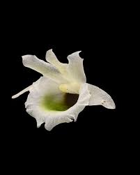 Image result for Polystachya steudneri