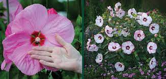 Check spelling or type a new query. Hibiscus Hardy To Wisconsin Johnson S Gardens Cedarburg Wi