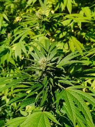 Check spelling or type a new query. Cannabis Sativa Wikipedia
