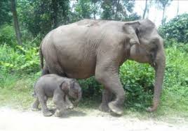 55 Gambar Anak Gajah Yang Lucu Terbaik Gambar Pixabay