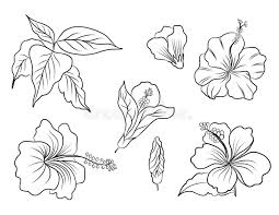 You can use these flowers with any other style that you can think of, from a standalone flower to incorporated into tribal patterns or used in japanese style sleeves. Hibiscus Flower Vector Set For Tattoo Design Or Printing On Jacket On Background Hibiscus Floral Illustration With Hawaii Style Stock Vector Illustration Of Blooming Decoration 162504272