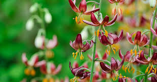 Image result for Vahliaceae