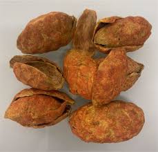 Image result for Raphia sese