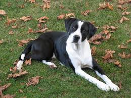 Black And White Pointer Dog 10 Best Pointer Dog Names English Pointer Dog Pointer Dog Cat Pet Shop