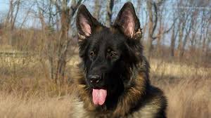 Solid black german shepherd puppies. King Shepherd Price Temperament Life Span
