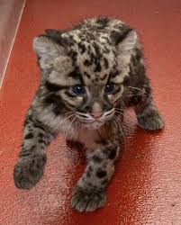 Buy and sell on gumtree australia today! Exotic Tiger Cubs For Sale For Sale United States Pets 1