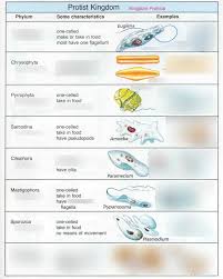 Kingdom Protista Chart Diagram Quizlet