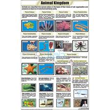 Animal Kingdom Classification Chart India Animal Kingdom
