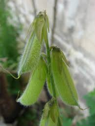 Image result for Crotalaria incana