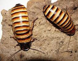 Start date jul 23, 2019; Halloween Hissing Cockroaches Cockroaches Beautiful Bugs Beautiful Creatures