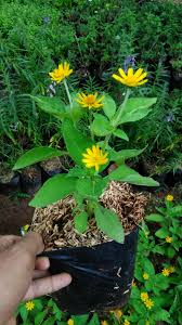 Filosofi bunga matahari sering dikaitkan dengan sifat setia, karena selalu menghadap dan condong pada arah cahaya matahari setiap saat. 87 Gambar Bunga Matahari Mini Terbaik Gambar Pixabay
