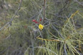 Image result for Parkinsonia africana