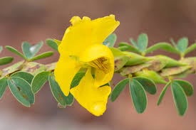 Image result for Chamaecrista plumosa