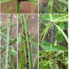 Image result for Cyperus hemisphaericus