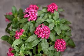 26 Best Flowers For Florida In 2020 Pentas Flower Container Flowers Flower Care