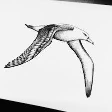 Image Result For Albatros Tattoo Cizim Tattoo Resim
