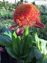 Image result for Scadoxus puniceus