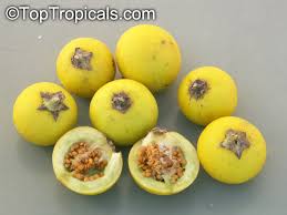 Image result for Solanum viarum