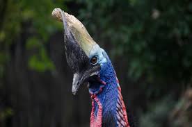 The wallace line, around which lies the wallacea transitional region, notionally divide. 10 Wild Native Animals That Live In Indonesia