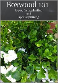 Boxwood Shrubs 101 My Soulful Home