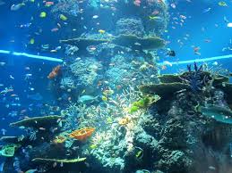 Jika belum, kini semua bisa anda rasakan di akuarium terbesar di dunia. Bawah Laut Bukan Ini Akuarium Terbesar Di Dunia
