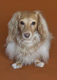 0 transparent png images related to long haired dachshund. Beautiful Long Haired Dachshund A Blonde For Cooper Dachshund Breed Dachshund Dog Long Haired Dachshund