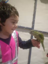 Rehoming quaker parrots in Blacktown area