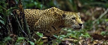 Amazon And Pillpack Have Options John G Baresky Rainforest Animals Tropical Rainforest