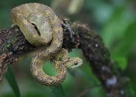 Image result for Malaxis katangensis