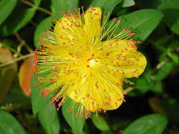 A cavallo fra la primavera e l'estate, agli apici di questa pianta compaiono gruppi di fiori. Hypericum Calycinum Capecchi Vivai Piante Pistoia