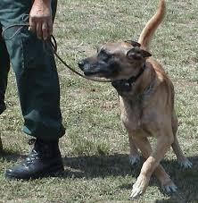 How To Correctly Use An Electronic Shock Collar On Your Dog Dog Training Collar Training Your Dog Dog Behavior