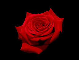 Black Background With Rose Petals Red Rose With Black Background Commons Featured Pictures Plants Wikimedia Commons Hybrid Tea Roses Tea Roses Edible Rose Petals