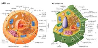 Maybe you would like to learn more about one of these? 55 Gambar Sel Hewan Dan Tumbuhan Campbell Gratis Gambar Hewan