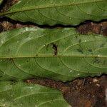 Image result for Lasianthus kilimandscharicus