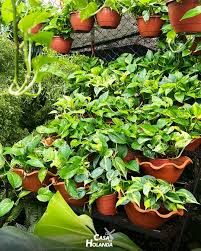 Image result for Epipremnum en casa