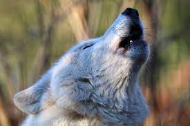 Why Do Dogs Howl At Sirens Great Pet Care