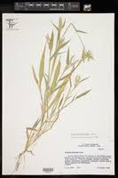 Image result for Urochloa panicoides