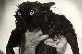 wet cat 10 black cat humor wet cat funny cats