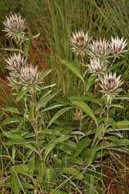 Image result for Macledium zeyheri