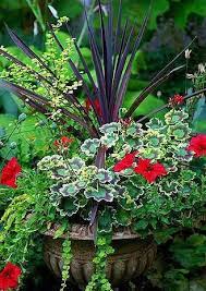 Red Cordyline Geranium Mrs Pollock Red Petunia Creeping Jenny Container Flowers Container Plants Container Gardening